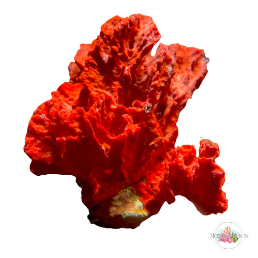 WYSWYG Red Frilly Sponge & Noah’s Ark Clam