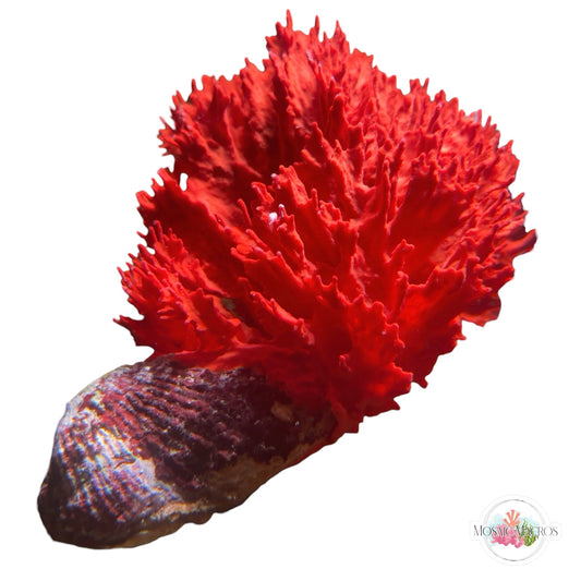 WYSWYG XL Red Frilly Sponge & Noah’s Ark Clam