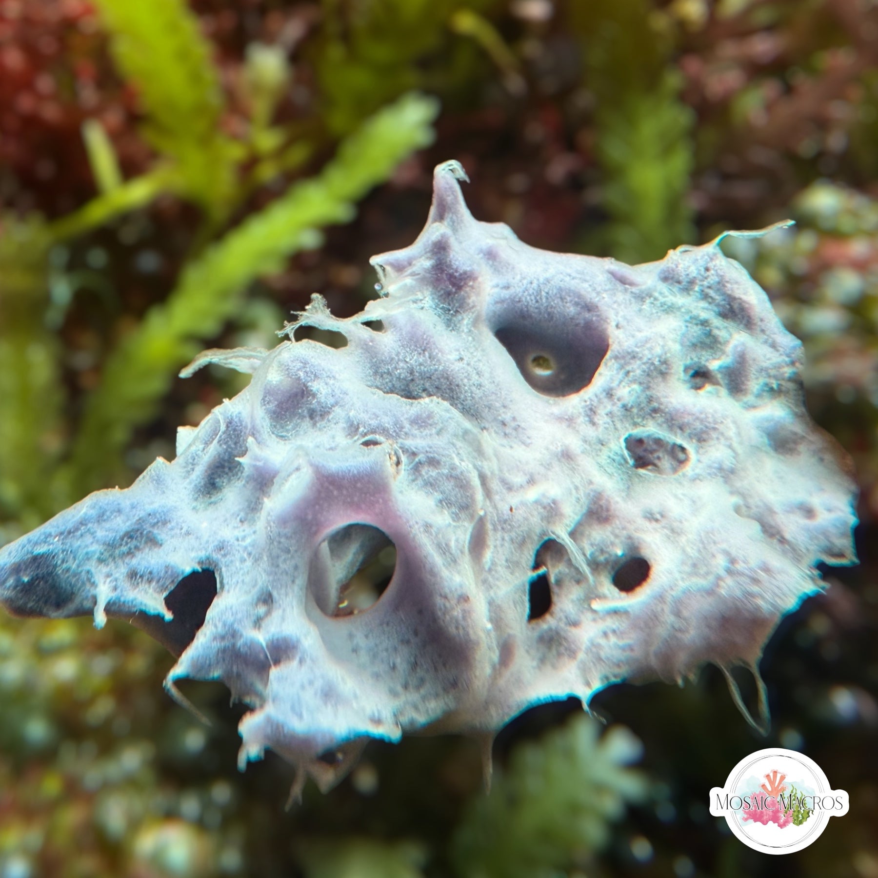 Indigo Blue Sponge | Unknown sp. – MosaicMacros