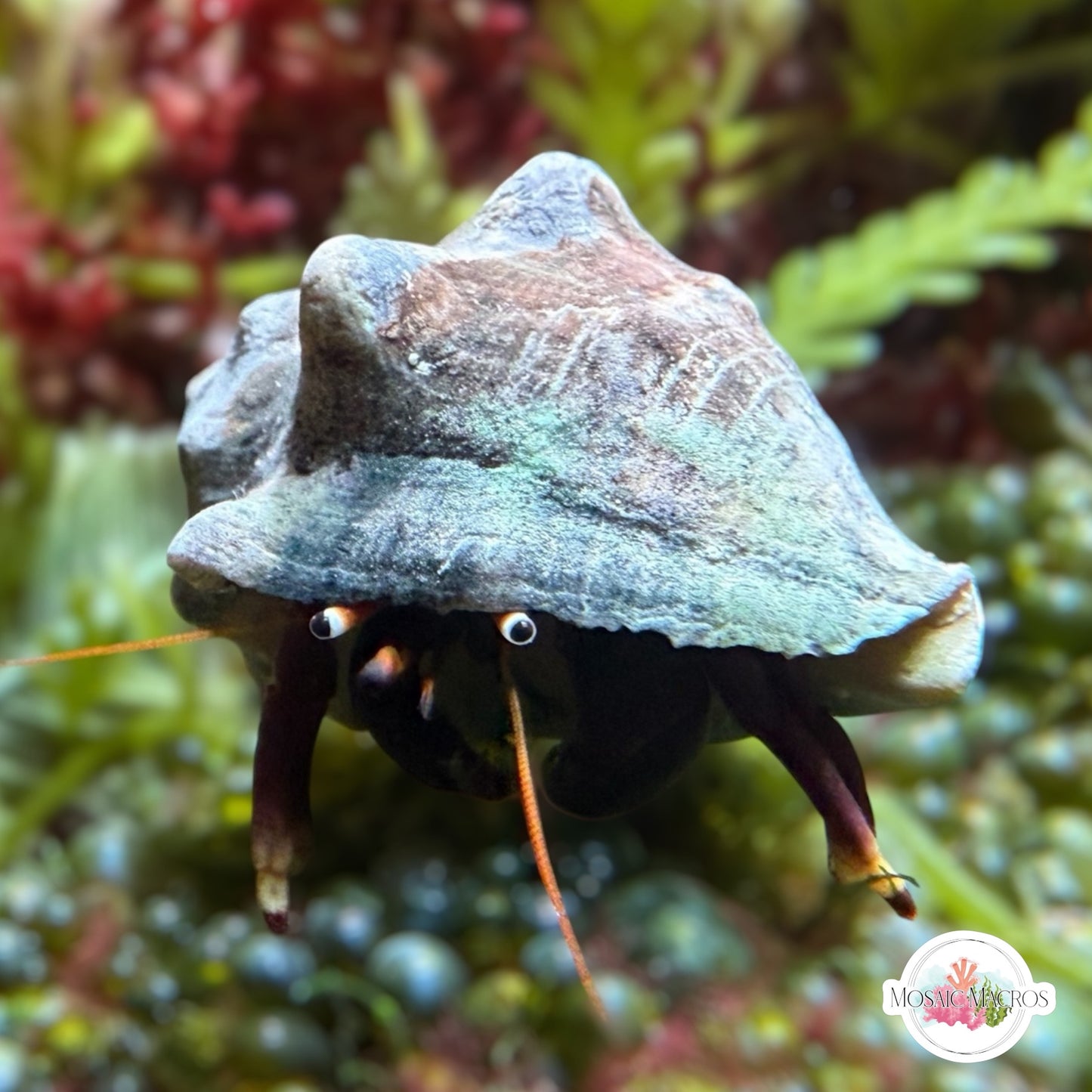 Orange Clawed Hermit Crab | Calcinus tibicen