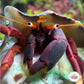 Orange Clawed Hermit Crab | Calcinus tibicen