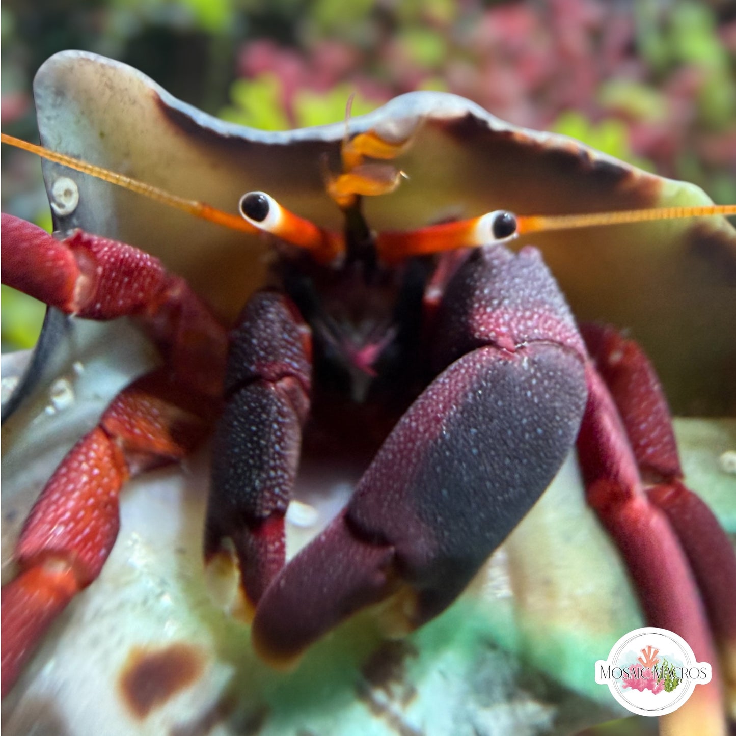 Orange Clawed Hermit Crab | Calcinus tibicen