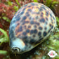 Tiger Cowrie Snail | Cypraea tigris