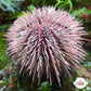 Pincushion Urchin | Lytechinus variegatus