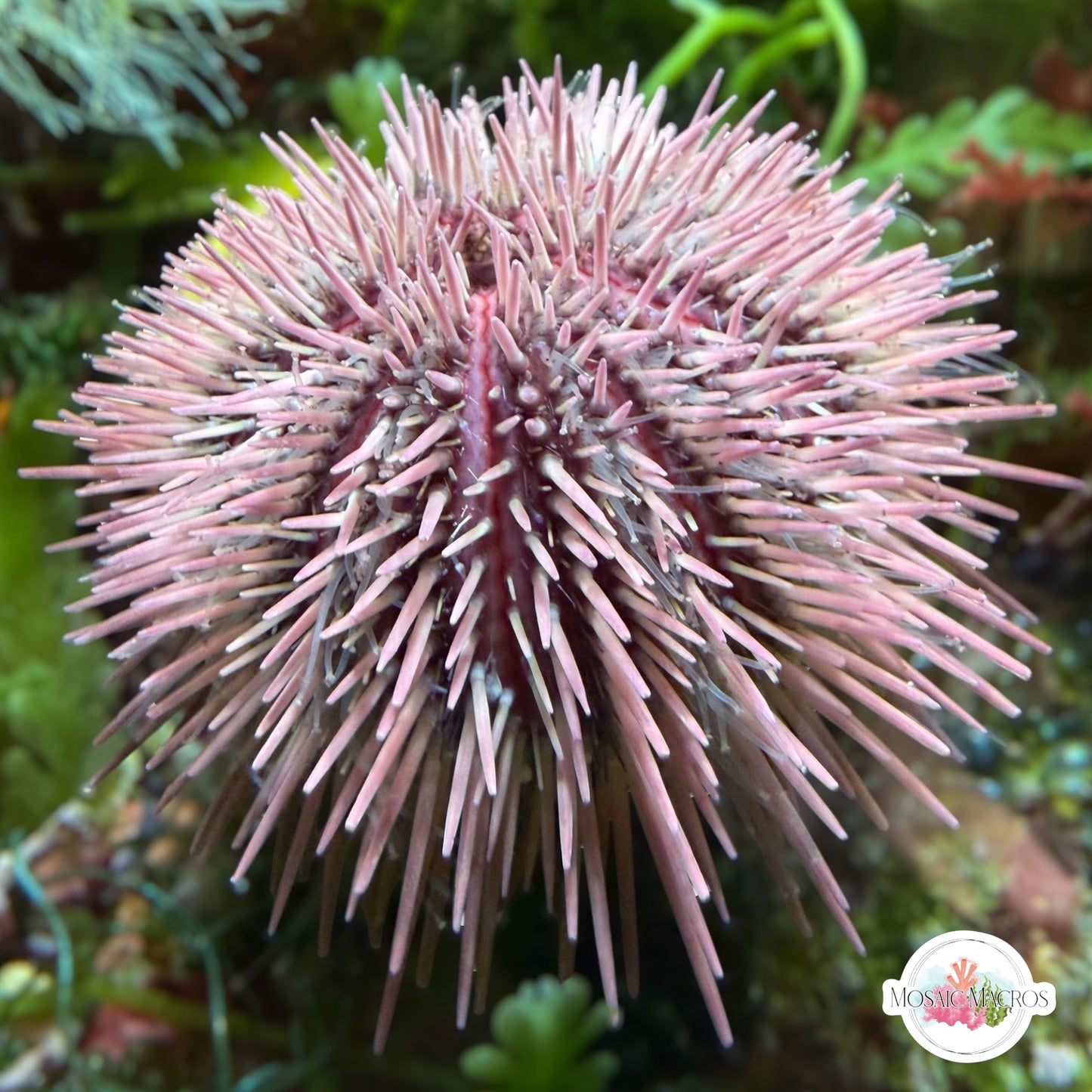 Pincushion Urchin | Lytechinus variegatus