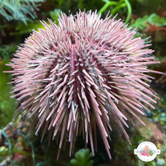 Pincushion Urchin | Lytechinus variegatus
