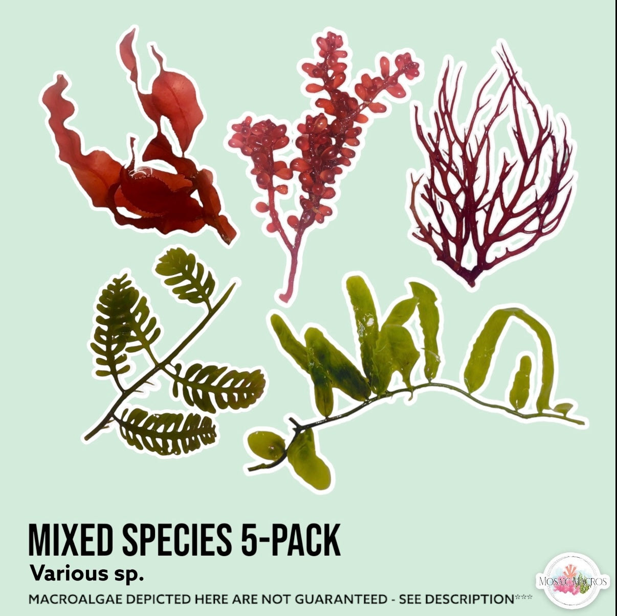 5-Pack Macroalgae Bundle | Various Species