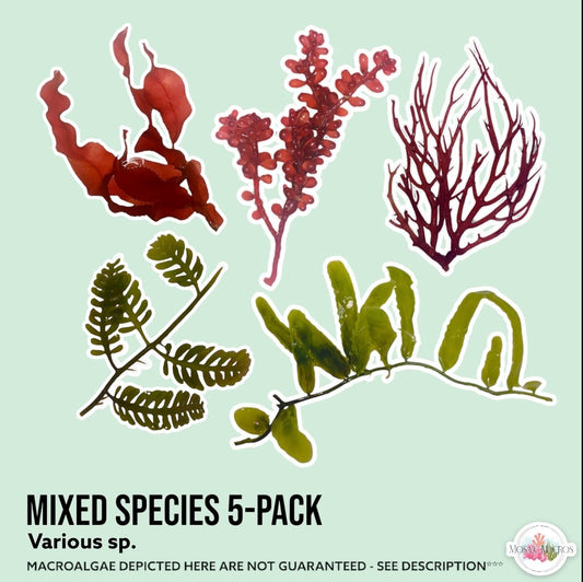 5-Pack Macroalgae Bundle | Various Species