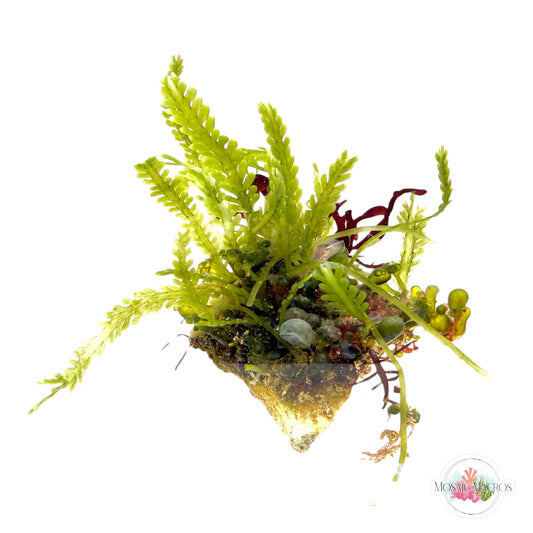 WYSWYG Nano Caulerpa