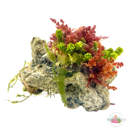 WYSWYG Grape Caulerpa & Laurencia