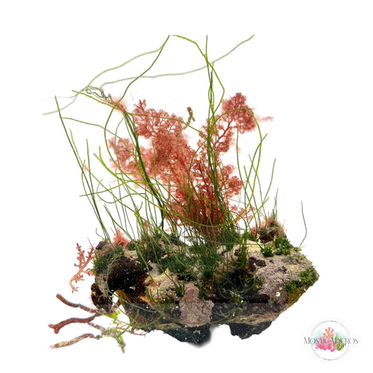 WYSWYG Grass Chaeto & Flamingo Feather