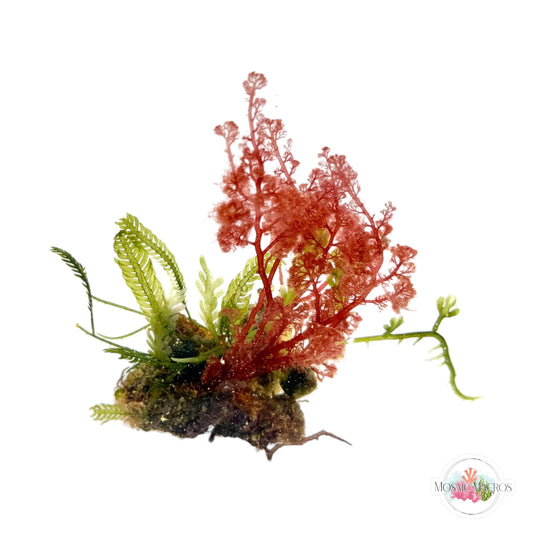 WYSWYG Nano Caulerpa & Flamingo Feather