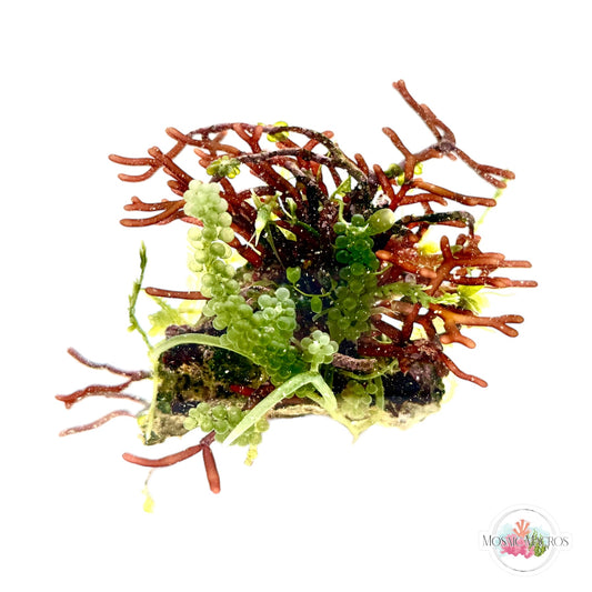 WYSWYG Grape Caulerpa & Branching Hex