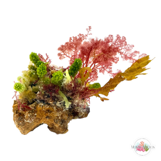 WYSWYG Grape Caulerpa, Flamingo Feather, Dictyota, & Laurencia