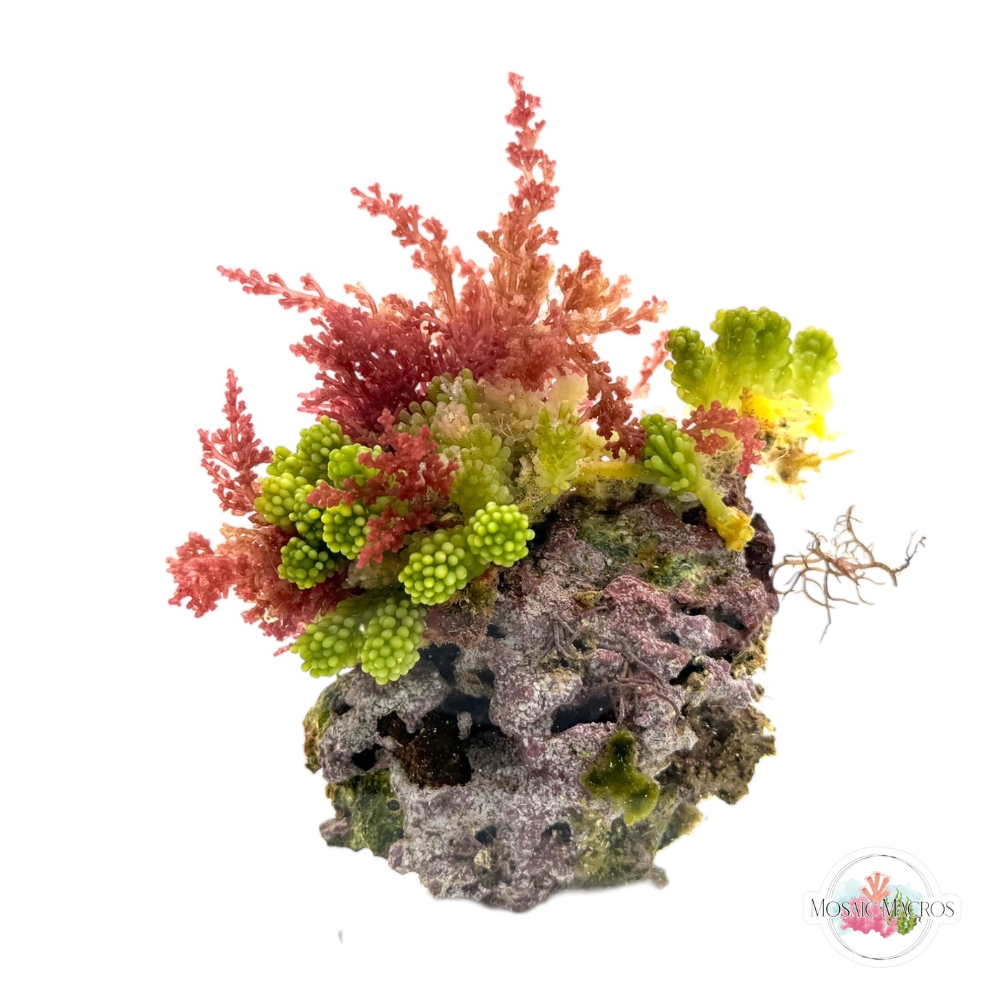 WYSWYG Grape Caulerpa & Laurencia