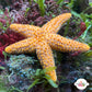 Orange Knobby Starfish | Echinaster echinophorus