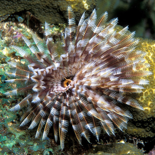 Magnificent Feather Duster | Sabellastarte magnifica
