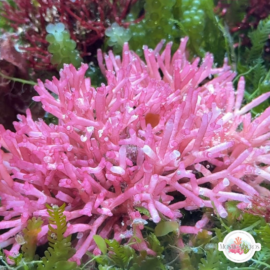 Succulent Thicket Macroalgae | Galaxaura oblongata