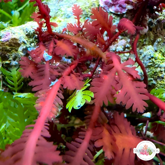 Red Fern Macroalgae | Haliptilon sp.