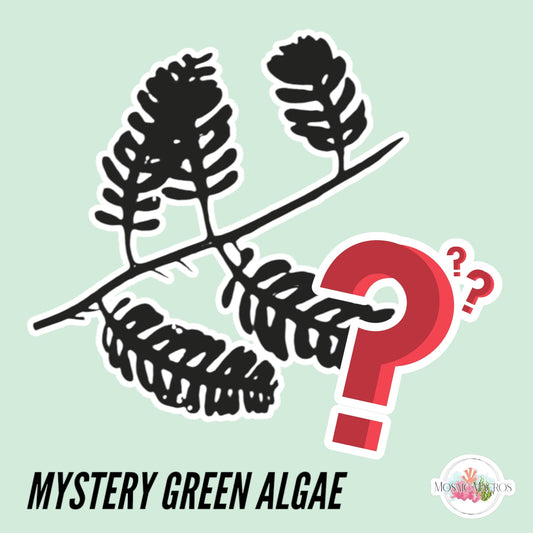 MYSTERY Green Macroalgae