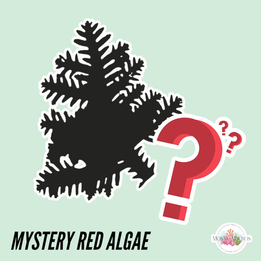 MYSTERY Red Macroalgae