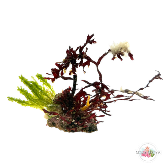 WYSWYG Nano Caulerpa & Crimson Hearts