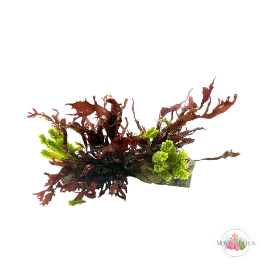 WYSWYG Grape Caulerpa & Rusty Ribbon
