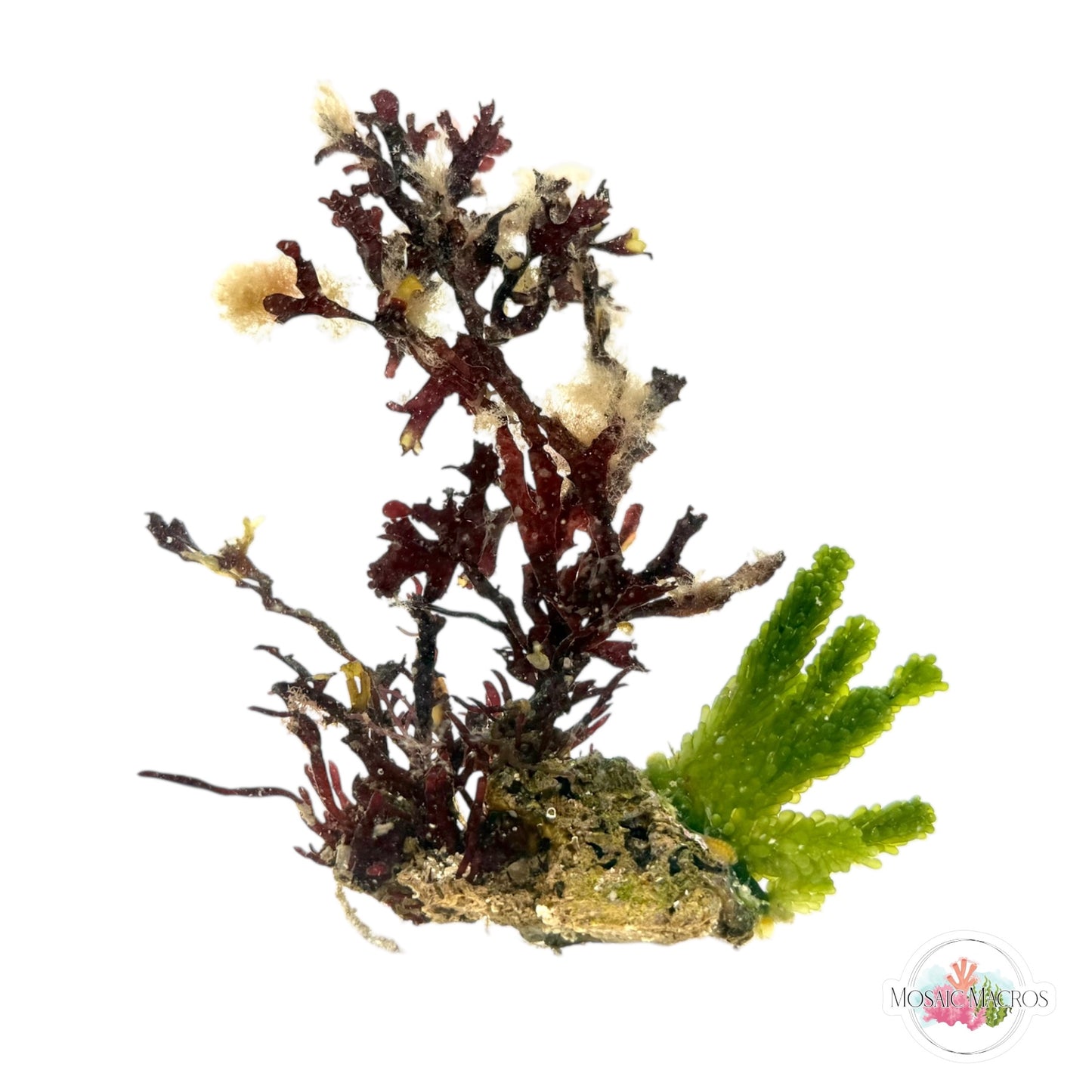 WYSWYG Nano Caulerpa & Crimson Hearts