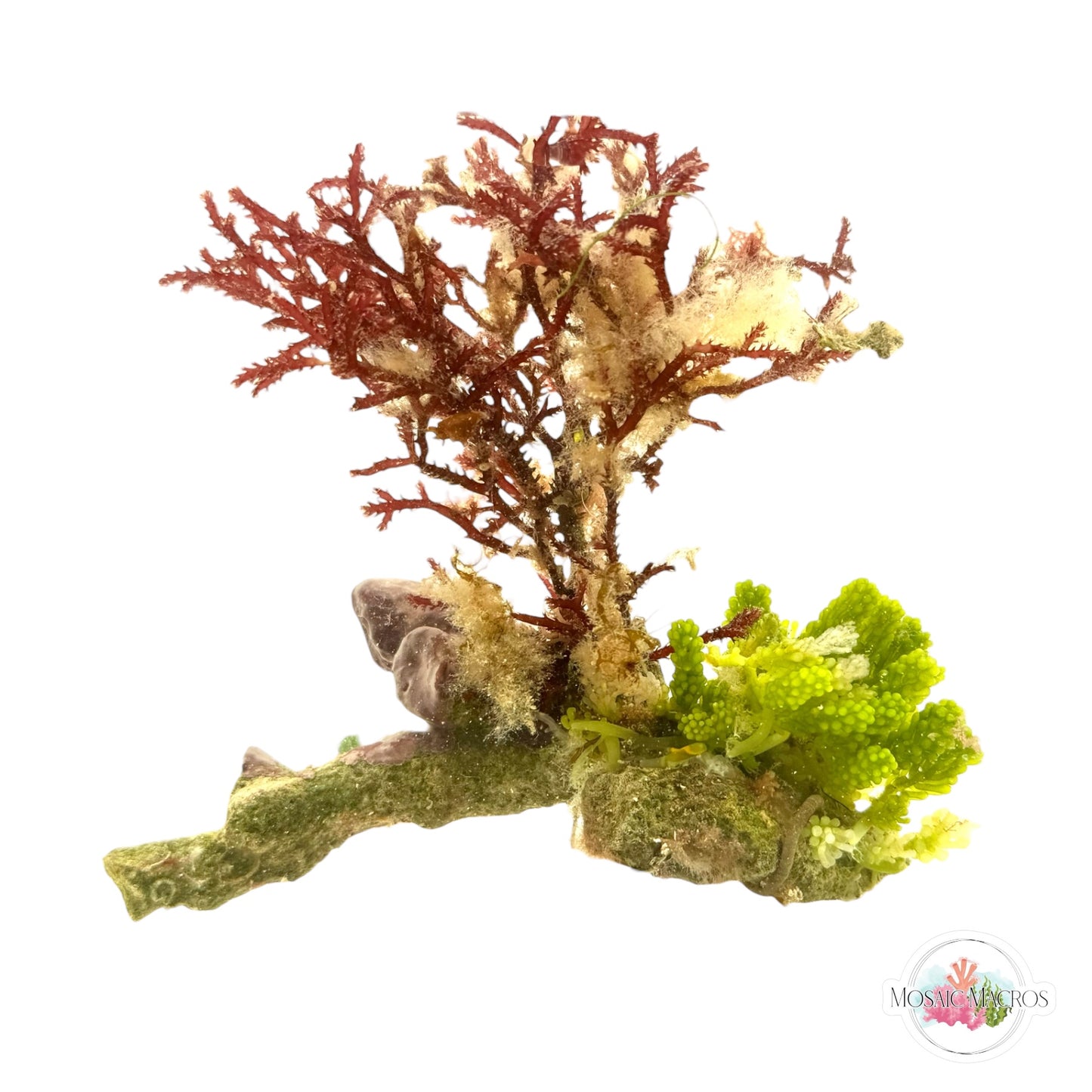 WYSWYG Grape Caulerpa & Red Razor