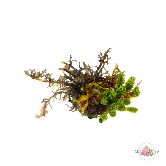 WYSWYG Nano Caulerpa, Laurencia, & Dictyota