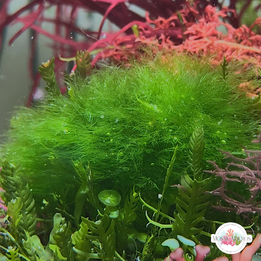 Sea Shrub Macroalgae | Unknown sp.