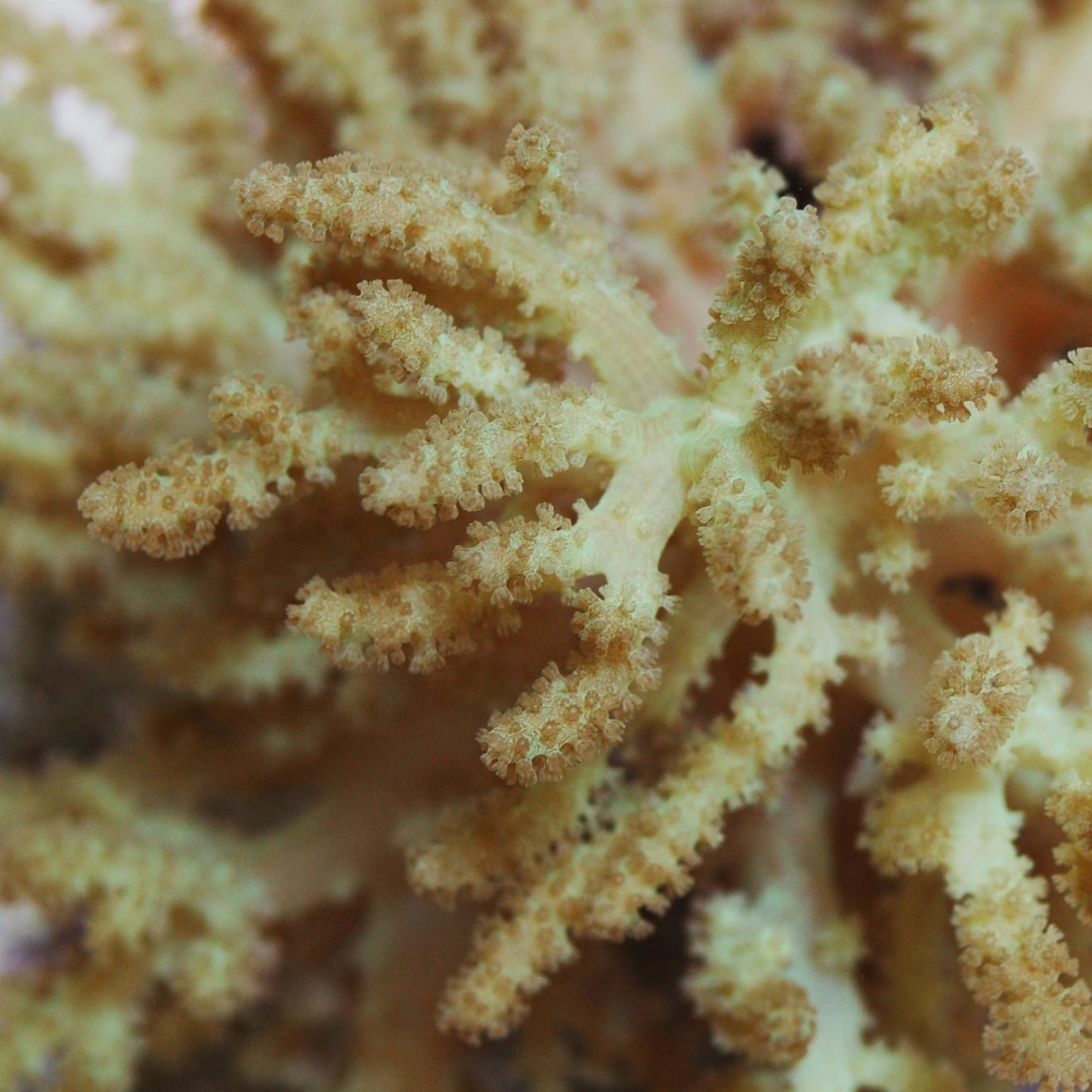 Green Finger Leather | Sinularia sp.