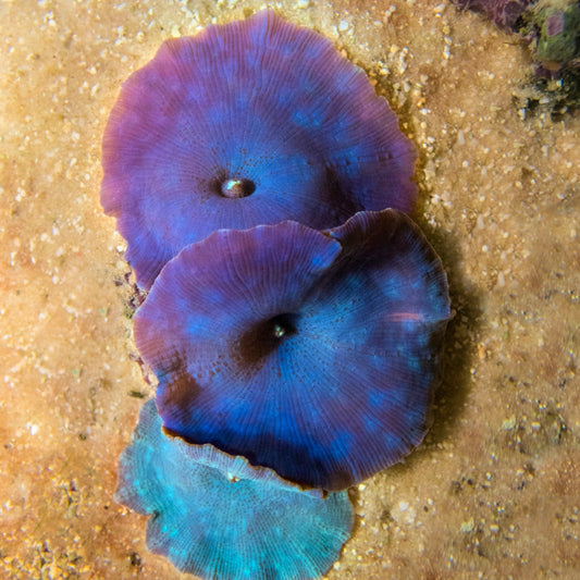 Blue Discosoma Mushroom | Discosoma sp.