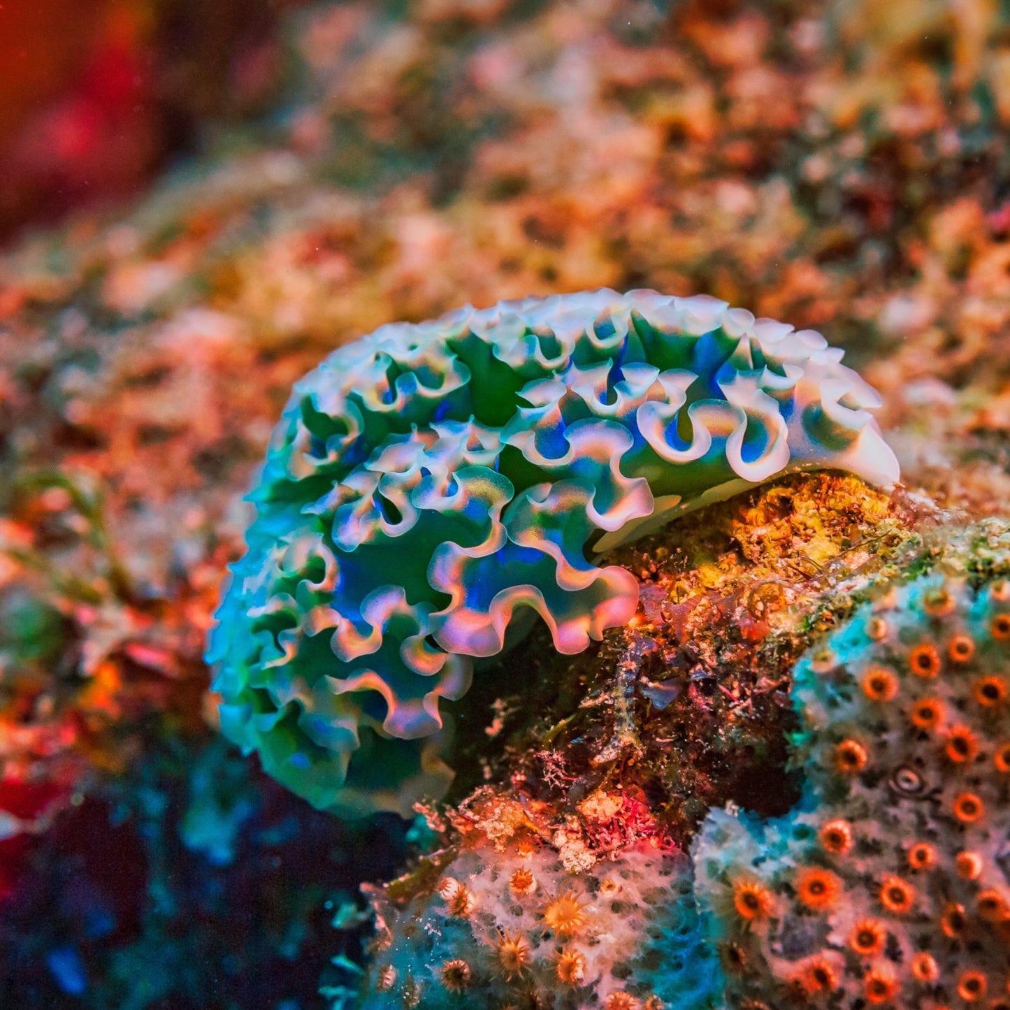 Lettuce Sea Slug | Elysia sp.