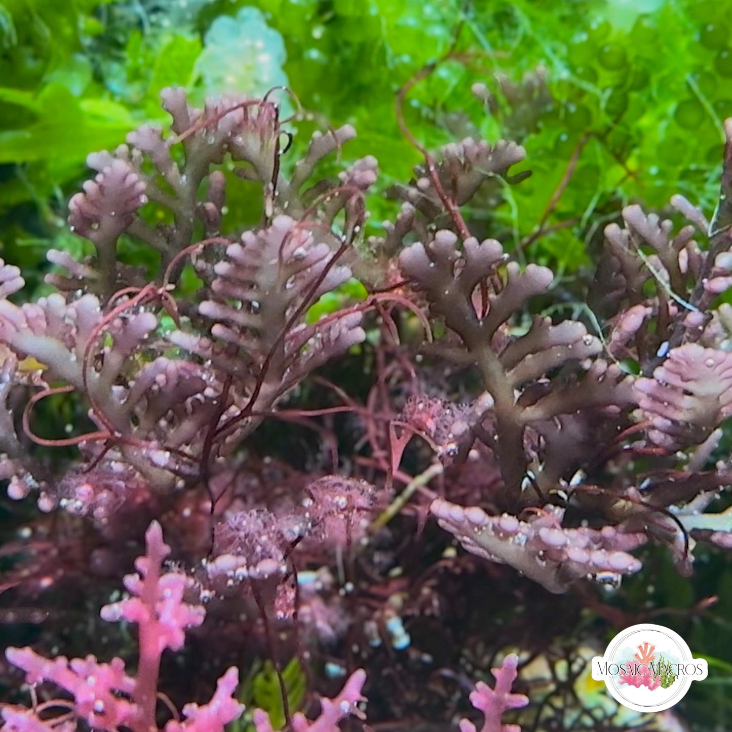 Flat Purple Laurencia Macroalgae| Laurencia sp.