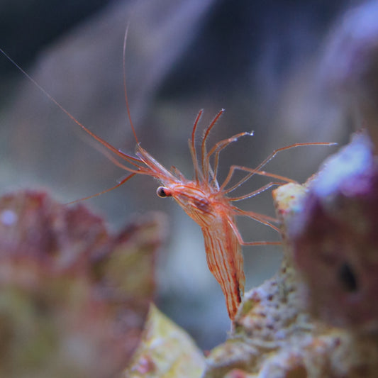 Peppermint Shrimp | Lysmata wurdemanni