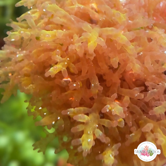 Gelatinous Bush Macroalgae | Unknown sp.
