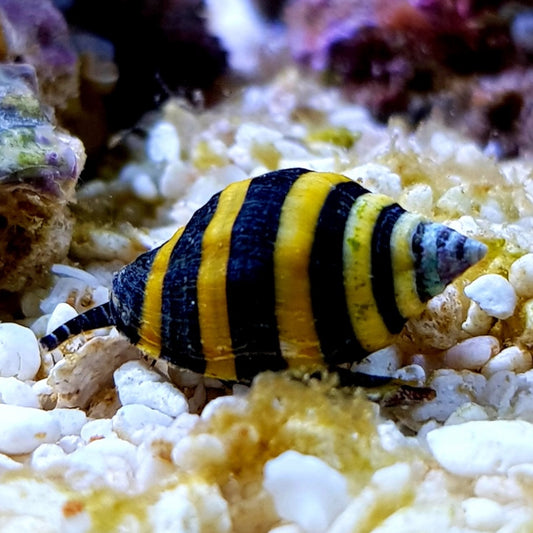 Bumblebee Snail | Engina mendicaria