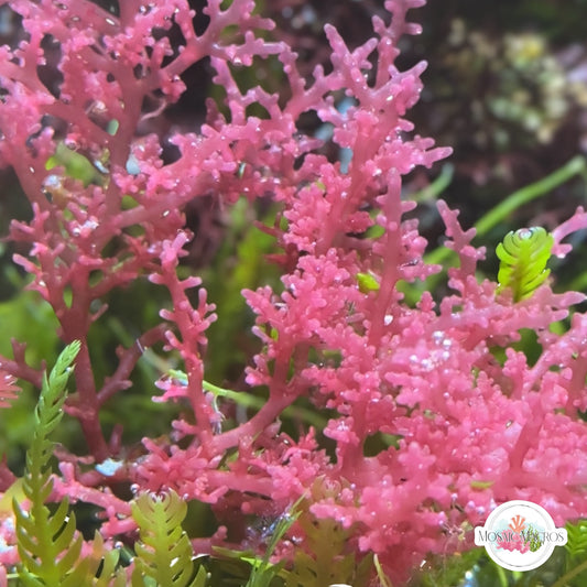 Pink Succulent Laurencia Macroalgae | Laurencia sp.