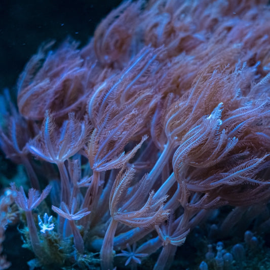 Waving Hand Anthelia | Anthelia sp.