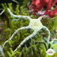 Giraffe Serpent Star | Ophiuroids spp.