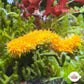 Assorted Florida Sea Cucumber | Holothuroidea spp.