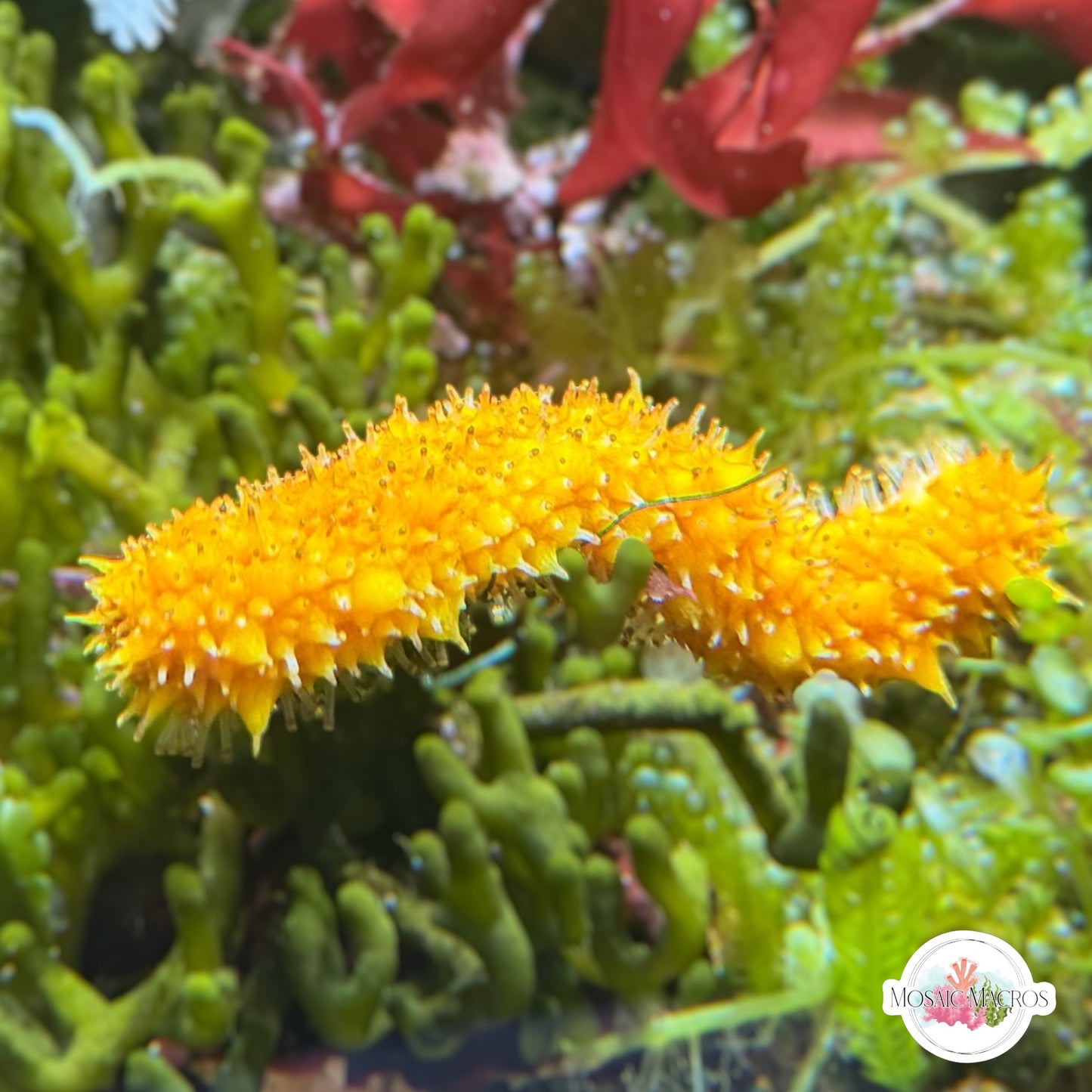 Assorted Florida Sea Cucumber | Holothuroidea spp.
