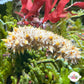 Assorted Florida Sea Cucumber | Holothuroidea spp.