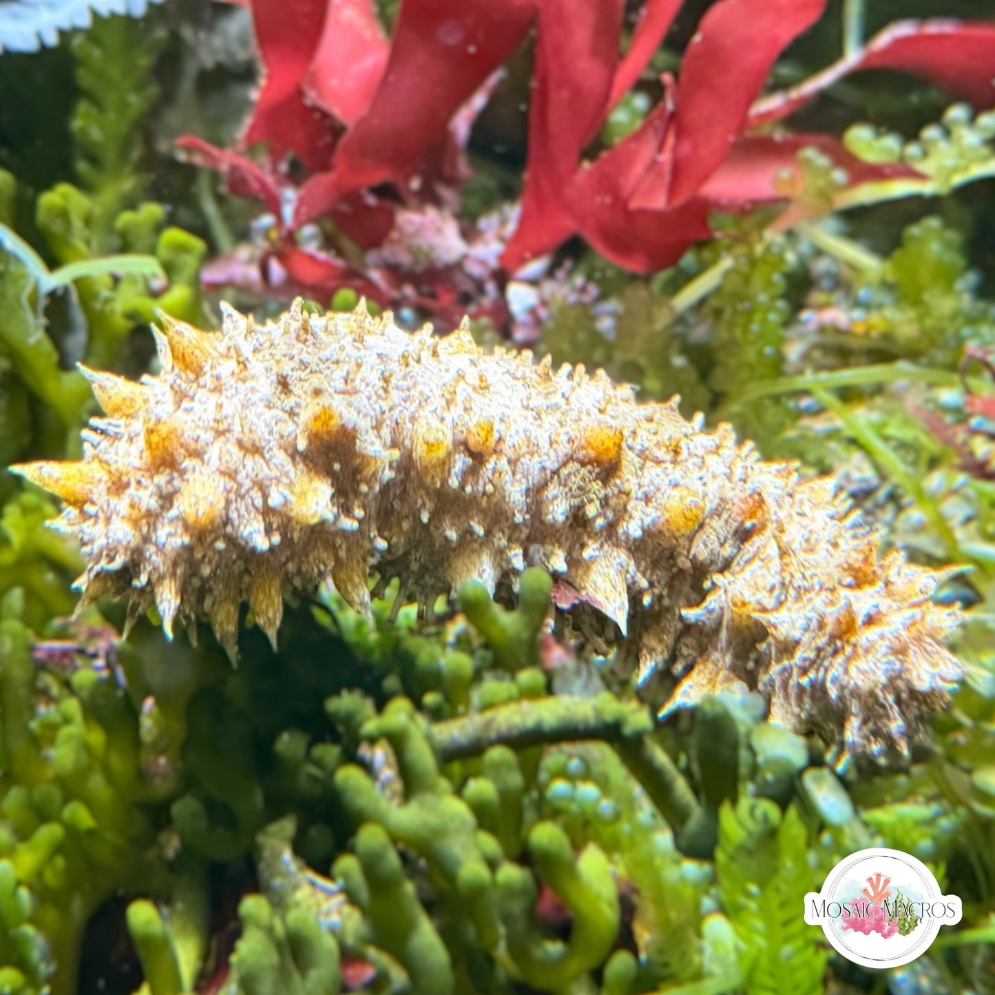Assorted Florida Sea Cucumber | Holothuroidea spp.