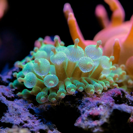 Green Bubble Tip Anemone | Entacmaea quadricolor