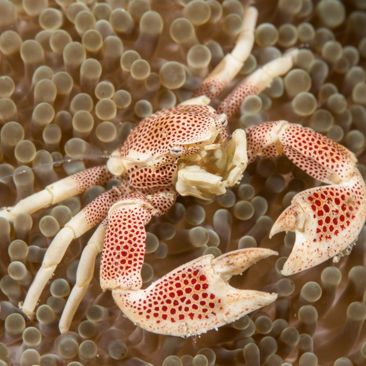 Anemone Porcelain Crab | Neopetrolisthes maculatus