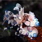 Harlequin Shrimp | Hymenocera picta