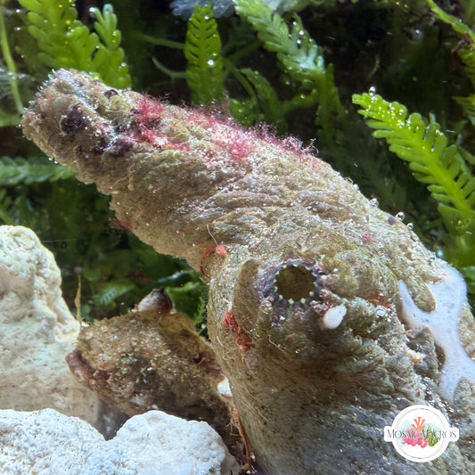 Green Sea Squirt | Polycarpa sp.