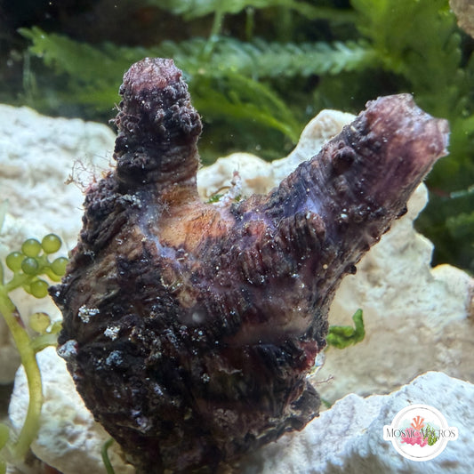 Black Sea Squirt | Polycarpa sp.